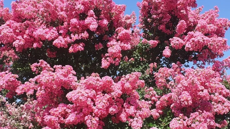 Ritz Campo Flowering Bush