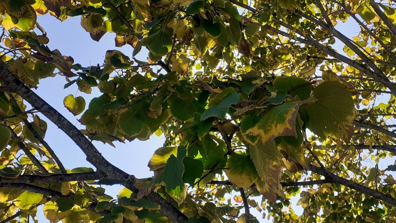 SJDC Fall Leaves 11112022