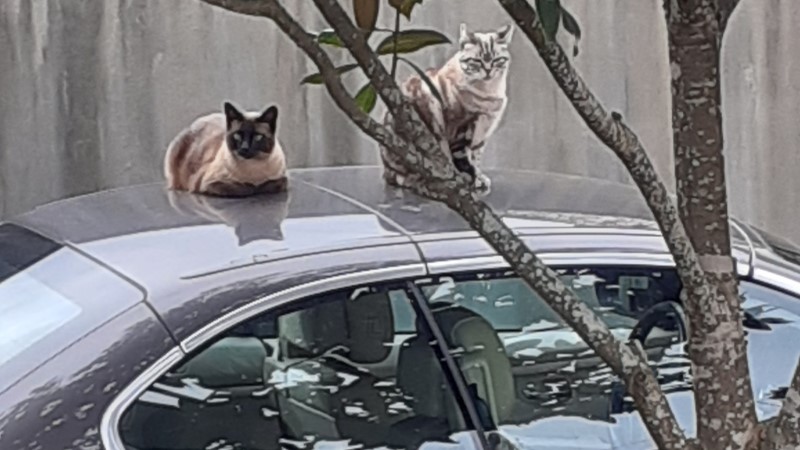 Two Cats One Beemer